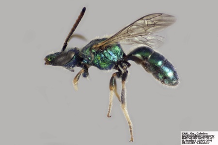 [Augochlorella aurata male (lateral/side view) thumbnail]